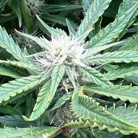 Pink panama x chemdogging  Lefty growlog timeline photo