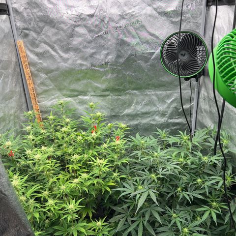 (Sour Stomper xFantasmo Express)Ripleys OG growlog timeline photo