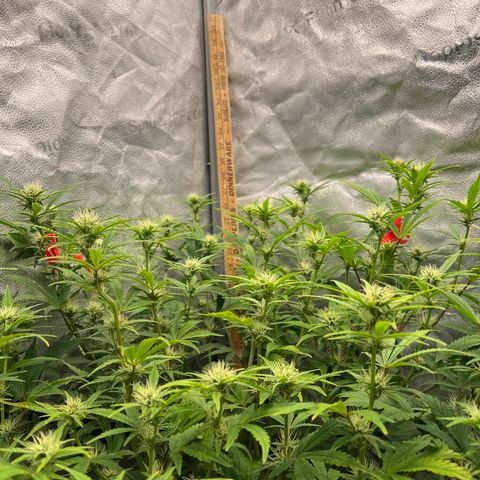 (Sour Stomper xFantasmo Express)Ripleys OG growlog timeline photo