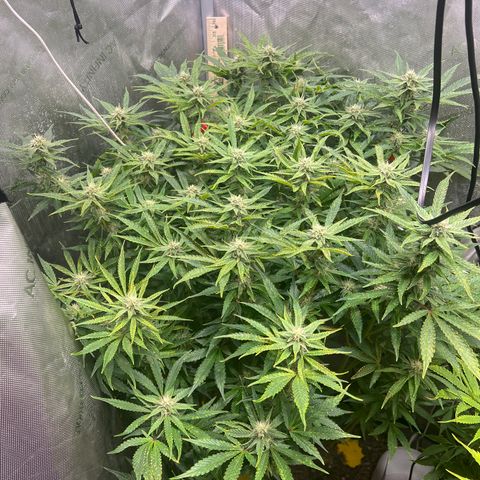 Pink panama x chemdogging  Lefty growlog timeline photo