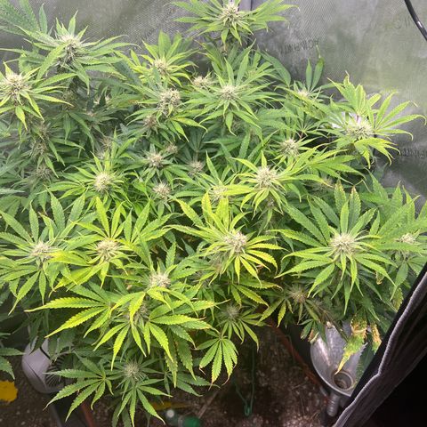 Pink Panama x chemdogging righty  growlog timeline photo