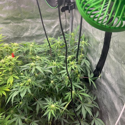 (Sour Stomper xFantasmo Express)Ripleys OG growlog timeline photo