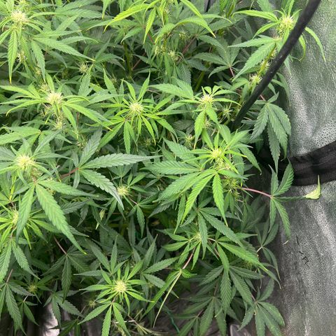 (Sour Stomper xFantasmo Express)Ripleys OG growlog timeline photo