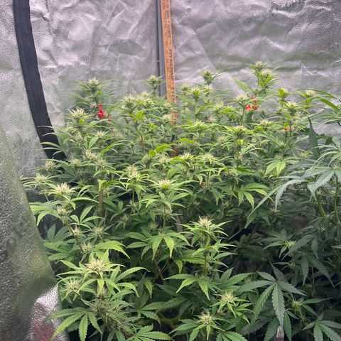 Mephisto’s Grape Crush Left growlog timeline photo