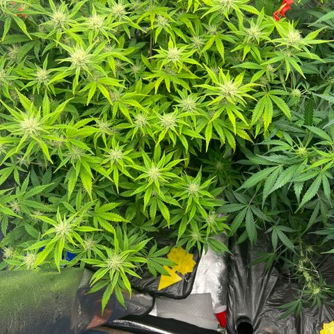 Mephisto’s Grape Crush Left growlog timeline photo