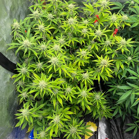 (Sour Stomper xFantasmo Express)Ripleys OG growlog timeline photo