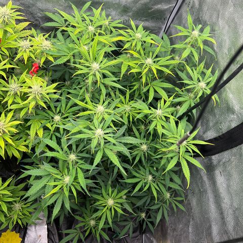 (Sour Stomper xFantasmo Express)Ripleys OG growlog timeline photo