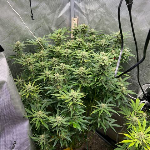 Pink panama x chemdogging  Lefty growlog timeline photo