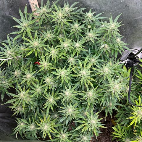 Pink panama x chemdogging  Lefty growlog timeline photo