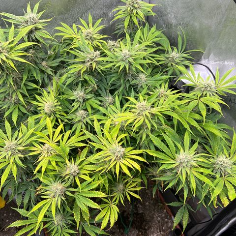 Pink Panama x chemdogging righty  growlog timeline photo