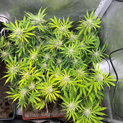 Pink Panama x chemdogging righty  growlog timeline photo