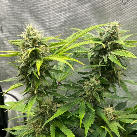 Pink Panama x chemdogging righty  growlog timeline photo