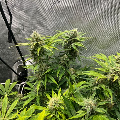 Pink Panama x chemdogging righty  growlog timeline photo