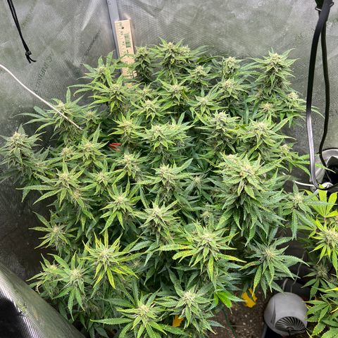 Pink panama x chemdogging  Lefty growlog timeline photo