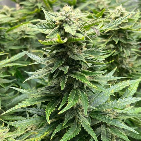 Pink panama x chemdogging  Lefty growlog timeline photo