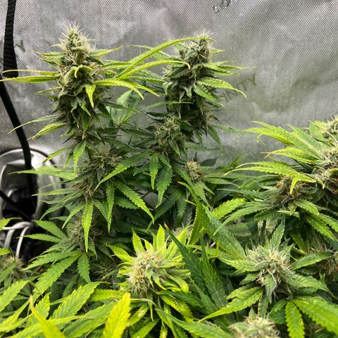 Pink Panama x chemdogging righty  growlog timeline photo