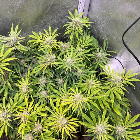 Pink Panama x chemdogging righty  growlog timeline photo
