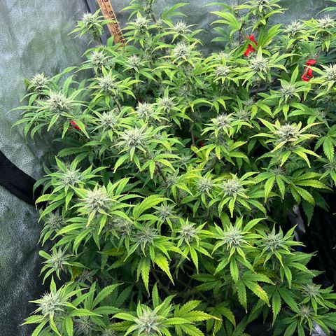 Mephisto’s Grape Crush Left growlog timeline photo
