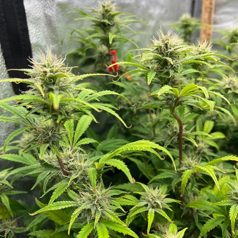 Mephisto’s Grape Crush Left growlog timeline photo