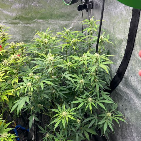 (Sour Stomper xFantasmo Express)Ripleys OG growlog timeline photo