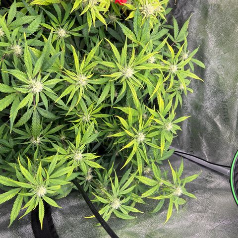 (Sour Stomper xFantasmo Express)Ripleys OG growlog timeline photo