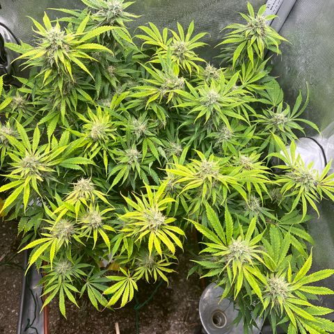 Pink Panama x chemdogging righty  growlog timeline photo