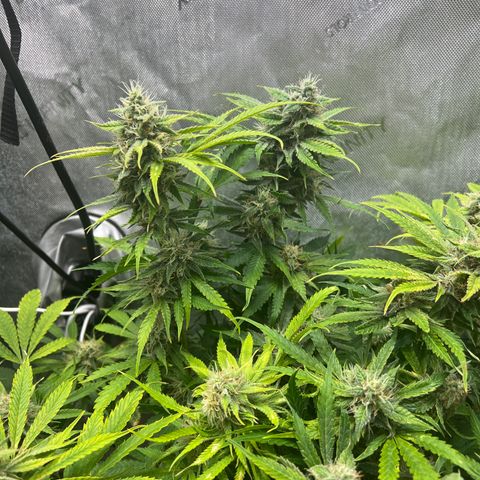 Pink Panama x chemdogging righty  growlog timeline photo
