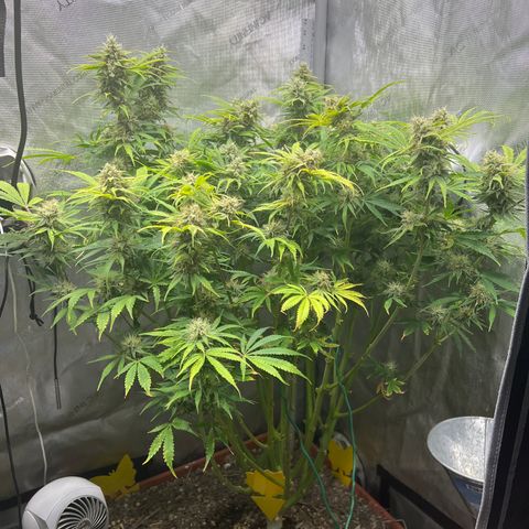 Pink Panama x chemdogging righty  growlog timeline photo