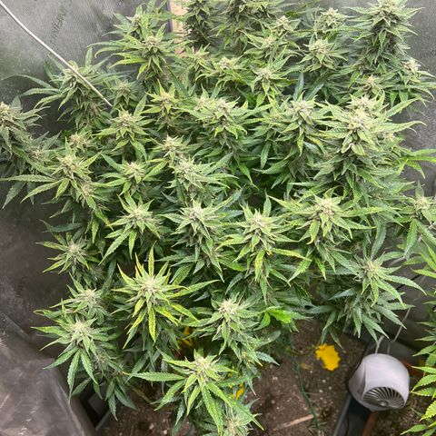 Pink panama x chemdogging  Lefty growlog timeline photo