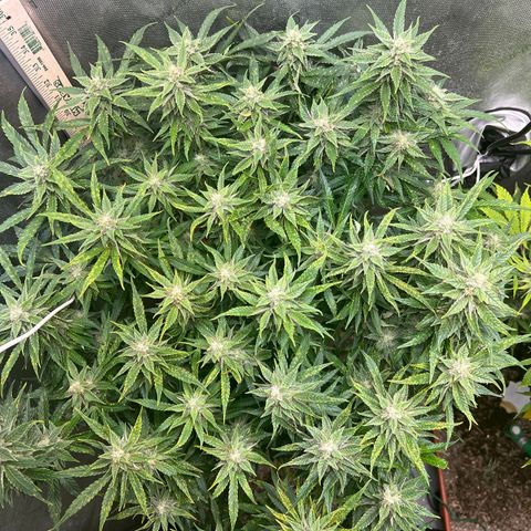 Pink panama x chemdogging  Lefty growlog timeline photo