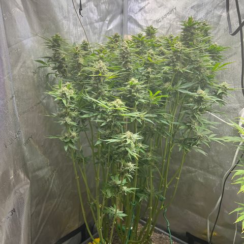 Pink panama x chemdogging  Lefty growlog timeline photo