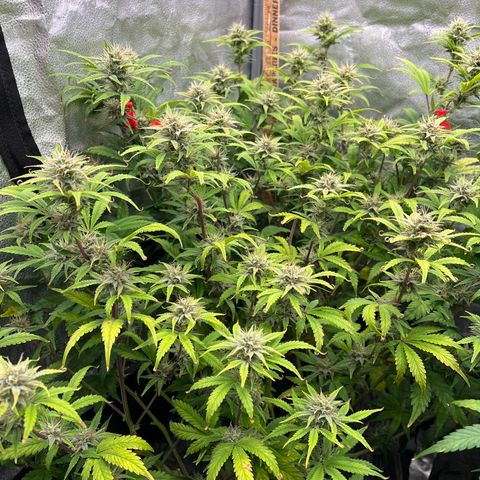 Mephisto’s Grape Crush Left growlog timeline photo