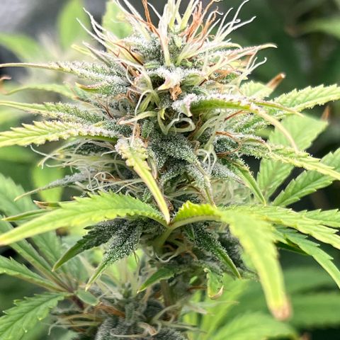 Mephisto’s Grape Crush Left growlog timeline photo