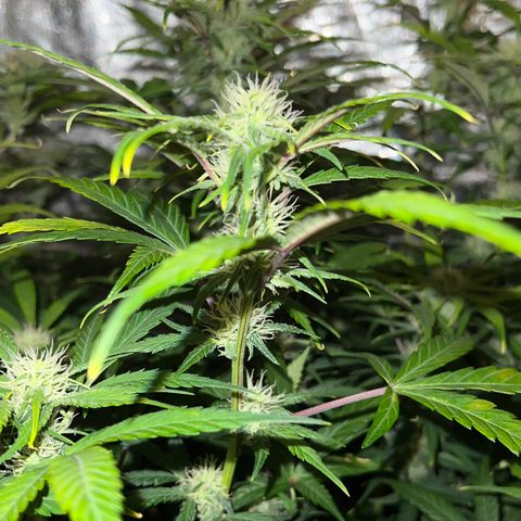 (Sour Stomper xFantasmo Express)Ripleys OG growlog timeline photo