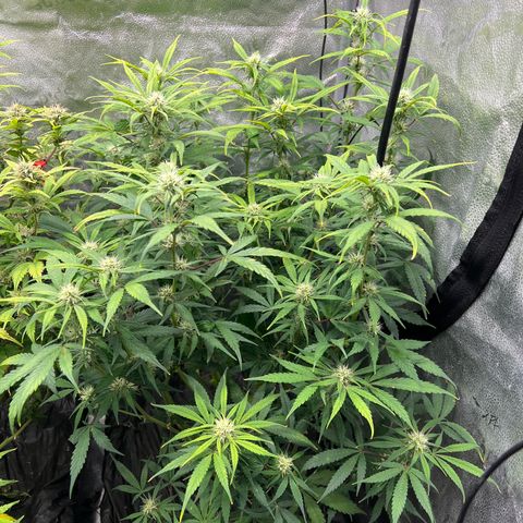 (Sour Stomper xFantasmo Express)Ripleys OG growlog timeline photo