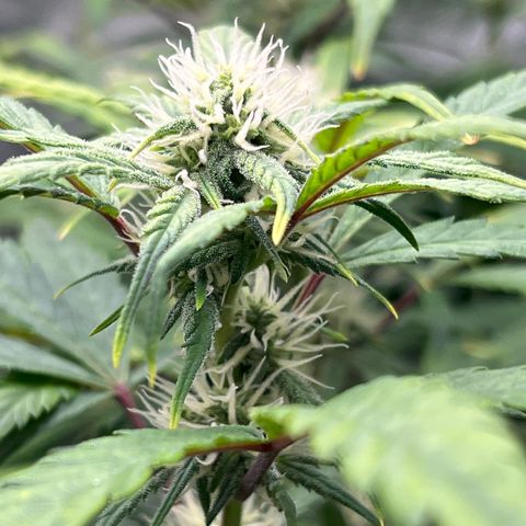 (Sour Stomper xFantasmo Express)Ripleys OG growlog timeline photo