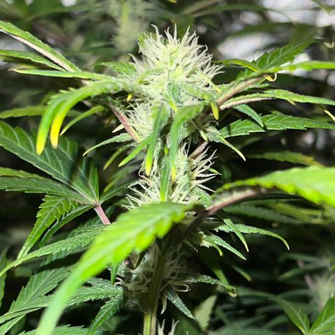 (Sour Stomper xFantasmo Express)Ripleys OG growlog timeline photo