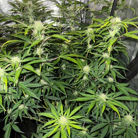 (Sour Stomper xFantasmo Express)Ripleys OG growlog timeline photo