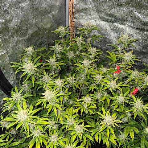 Mephisto’s Grape Crush Left growlog timeline photo