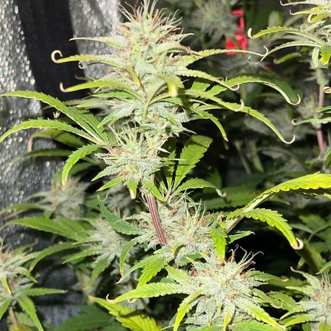 Mephisto’s Grape Crush Left growlog timeline photo