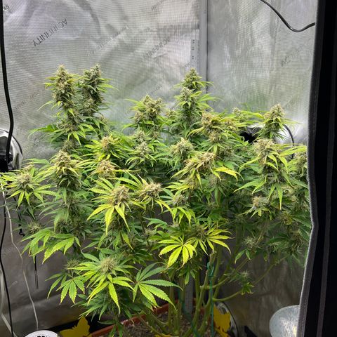 Pink Panama x chemdogging righty  growlog timeline photo