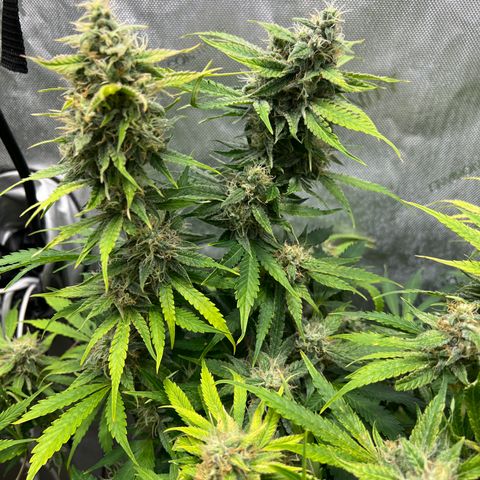 Pink Panama x chemdogging righty  growlog timeline photo