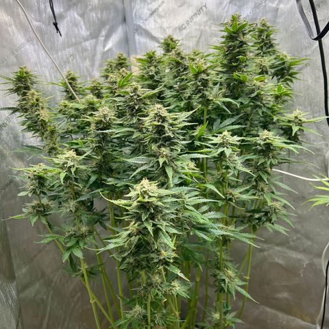 Pink panama x chemdogging  Lefty growlog timeline photo