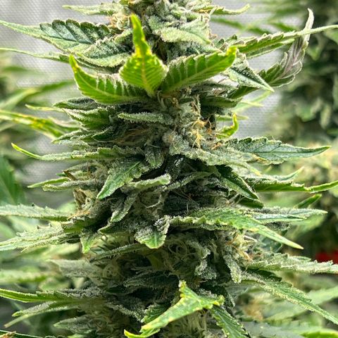 Pink panama x chemdogging  Lefty growlog timeline photo