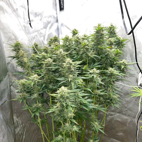 Pink panama x chemdogging  Lefty growlog timeline photo
