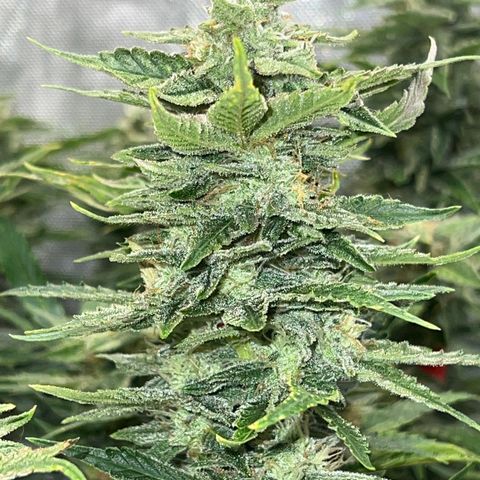 Pink panama x chemdogging  Lefty growlog timeline photo
