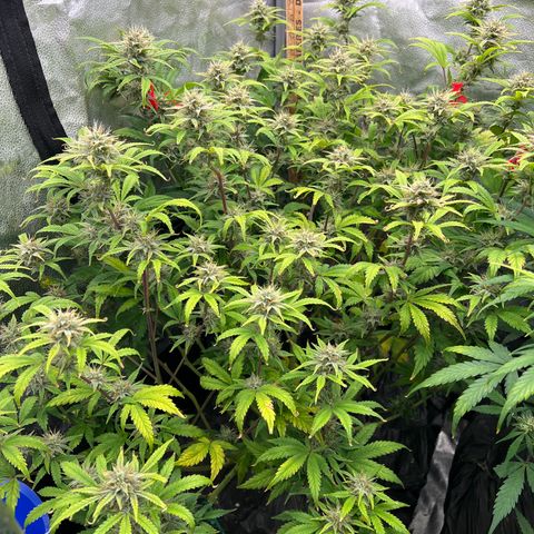 Mephisto’s Grape Crush Left growlog timeline photo