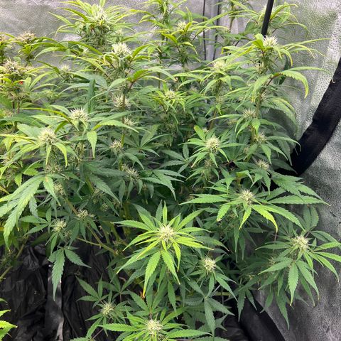 (Sour Stomper xFantasmo Express)Ripleys OG growlog timeline photo