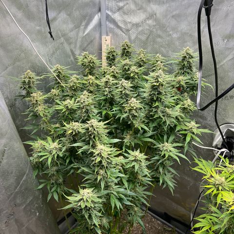 Pink panama x chemdogging  Lefty growlog timeline photo
