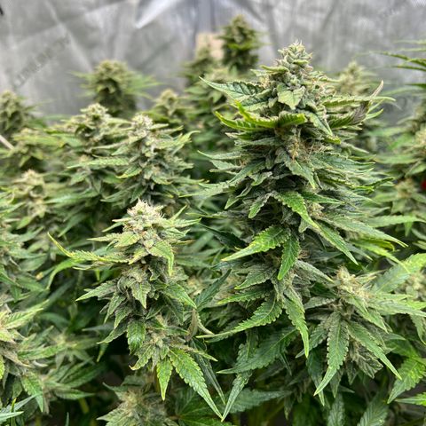 Pink panama x chemdogging  Lefty growlog timeline photo